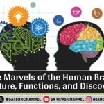 The Marvels of the Human Brain: Structure, Functions, and Discoveries