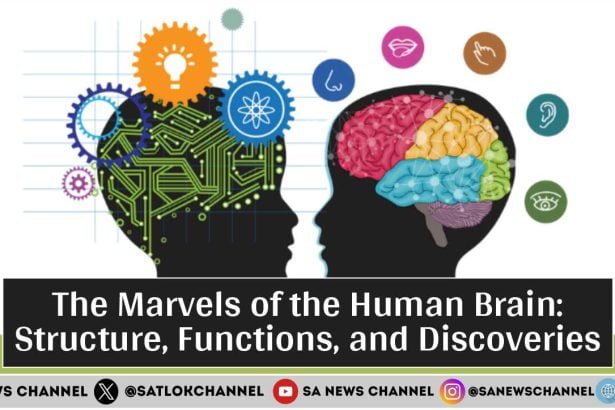 The Marvels of the Human Brain: Structure, Functions, and Discoveries