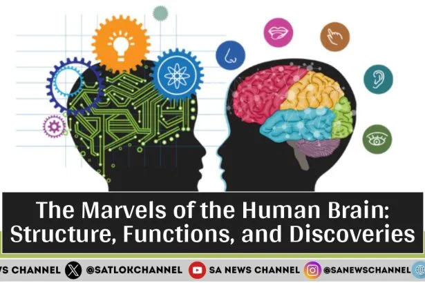 The Marvels of the Human Brain: Structure, Functions, and Discoveries