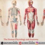 Unnoticed Miracle of God The Human Physiology and Anatomy