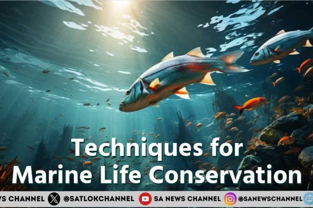 Marine Life Conservation Techniques for Marine Life Conservation