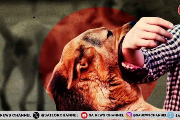 कुत्तों की जनसंख्या और इनके काटने के कारण बढ़ता जा रहा है मौतों का आंकड़ा