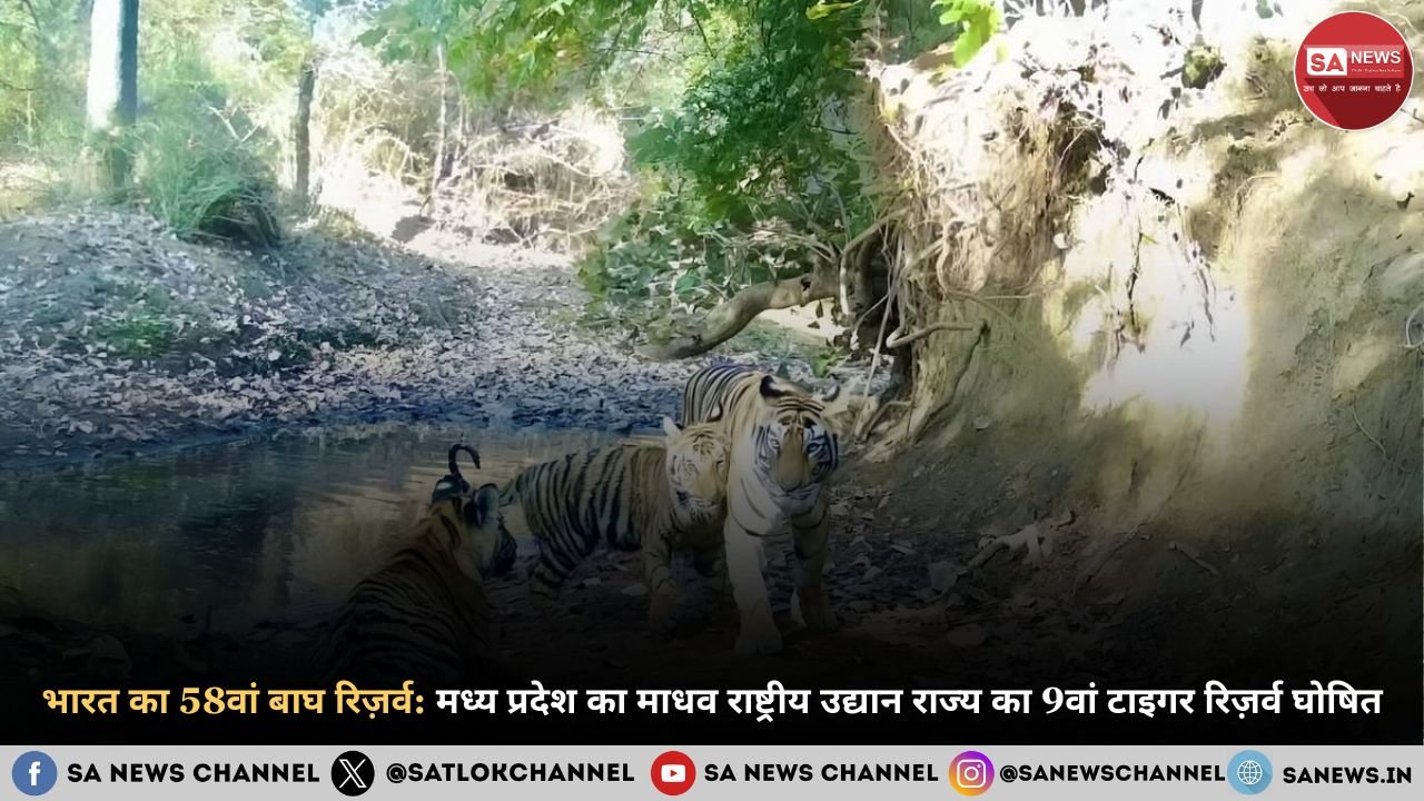 भारत का 58वां बाघ रिज़र्व मध्य प्रदेश का माधव राष्ट्रीय उद्यान राज्य का 9वां टाइगर रिज़र्व घोषित